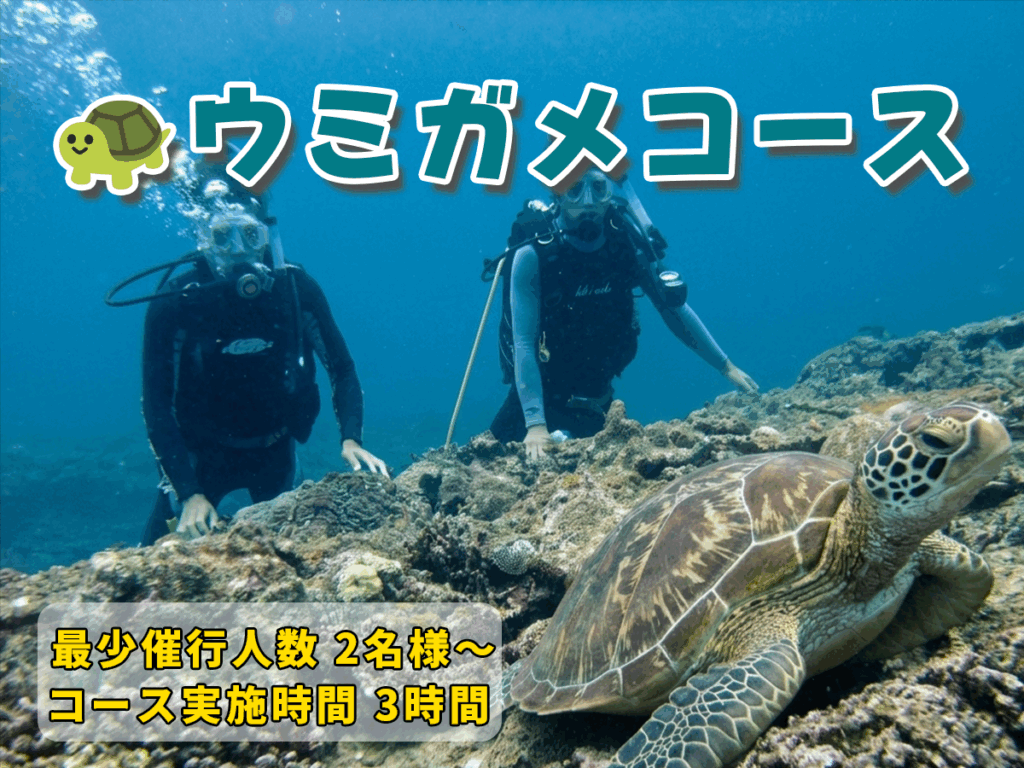 体験ダイビングウミガメコース